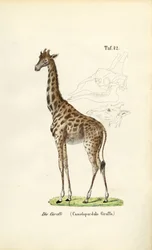 Sjiraffen