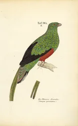 Pavonine-quetzalen