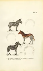 Tre sebraarter