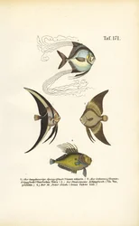 Tropisk prydfisk