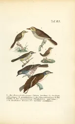 Ulike rørsangere og dunnocks