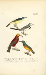 Wagtails og eksotiske solfugler