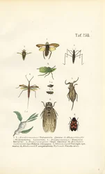 Vanninsekter og andre insekter