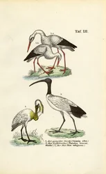 Hvit stork, skjestork og hellig ibis