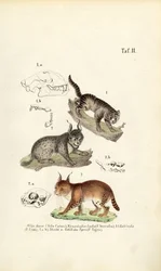 Ville katter med anatomiske detaljer