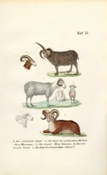 Villsau og deres varianter