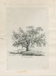 Tutbury - "Wych Elm": gravering, nd [c 1820]