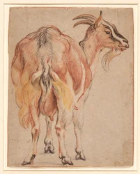 Geit, ca. 1657 (kritt og vask forhøyet med hvitt)