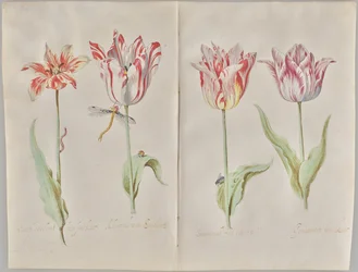 Fire tulipaner