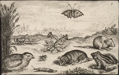 Små dyr og insekter: Gresshoppe, sommerfugl, åkermus, rapphøne, bie, snegl, føflekk og frosk.