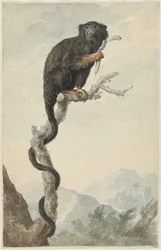 En rødhendt tamarin