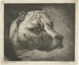 Hundehode med halsbånd