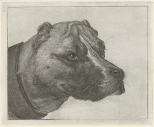 Hundehode med halsbånd
