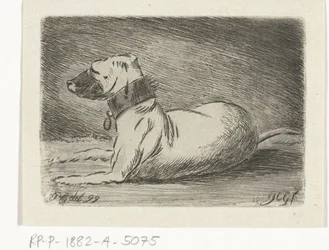 Liggende hund med halsbånd