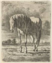 Stående hvit hest