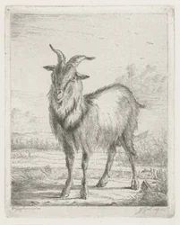 stående geit