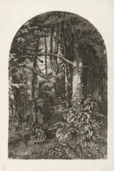 Skog med bekk