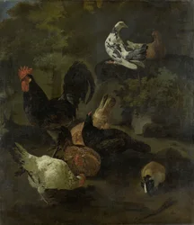 En hane, høner, duer og et murmeldyr