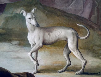 Hund, detalj fra freskomaleri av Jacopo Guarana (1720-1808), sentralhallen til Villa Contarini, Valnogaredo, Veneto, Italia