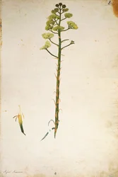 århundre planteblomst (Agave americana) av Jacopo Ligozzi