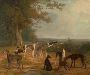 Ni greyhounds i et landskap