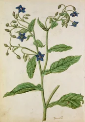 Agurkurt: Borago officinalis, ca. 1568, av J.le Moyne de Morgue (ca. 1530–88)