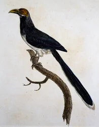 Malkoha med rød ansikt (Phaenicophaeus pyrrhocephalus)