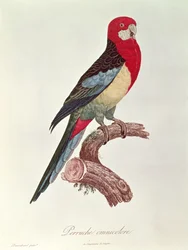 Flerfarget parakitt