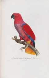 Første variant av den store lorien, gravert av Langlois, ca. 1801-05
