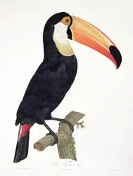 Tukan nr. 2, fra «History of the Birds of Paradise» av François Levaillant, gravert av Jacques Louis Pérée (f. 1769), utgitt 1806
