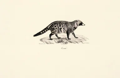 African Civet (Civettictis civetta)