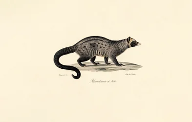 Afrikansk sivet