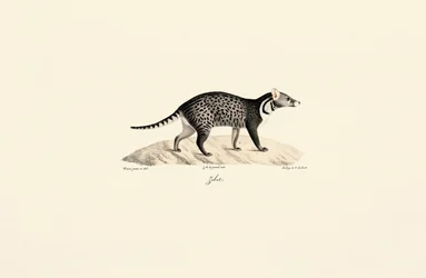 Afrikansk sivet