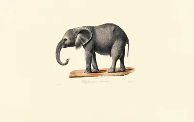Afrikansk elefant (ung)