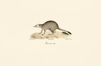 Afrikansk mongoose (hann)