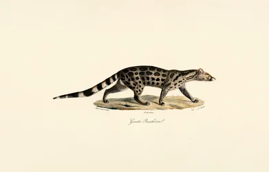 Afrikansk palmesivet