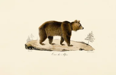 Alpin brunbjørn