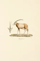 arabisk gaselle