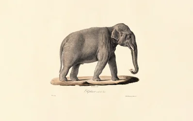 Asiatisk elefant