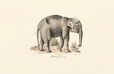 Asiatisk elefant
