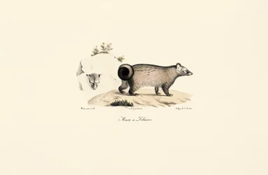 Asiatisk palmecivet