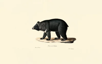 Asiatisk svartbjørn (tibetansk bjørn)