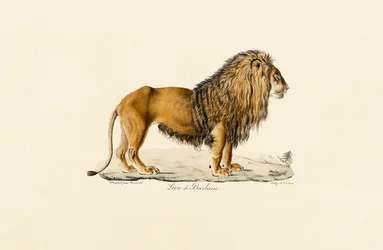 Barbaryløven i profil