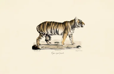 Bengaltiger (hun) i sidevisning