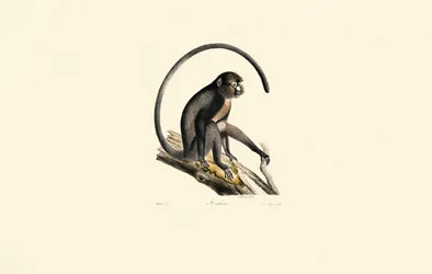 Svart edderkoppape (Ateles)