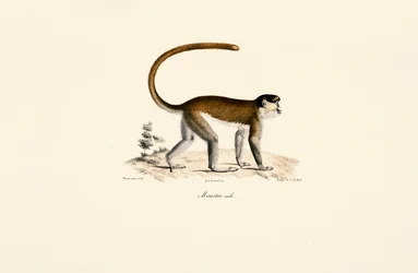 Blå ape (Cercopithecus mitis)