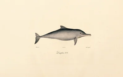 Flaskedelfin (Tursiops truncatus)