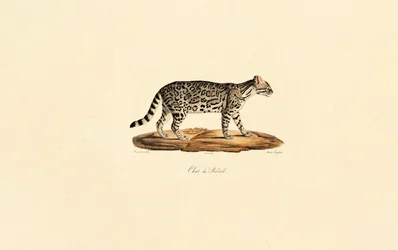 Brasiliansk tigerkatt