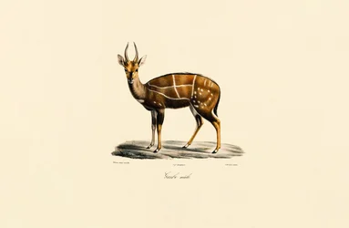 Bushbuck (hann)