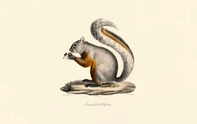 California bakkeekorn